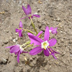 centaurium venustum - canchalagua or charming centaury June 9, 2009 centaurium venustum